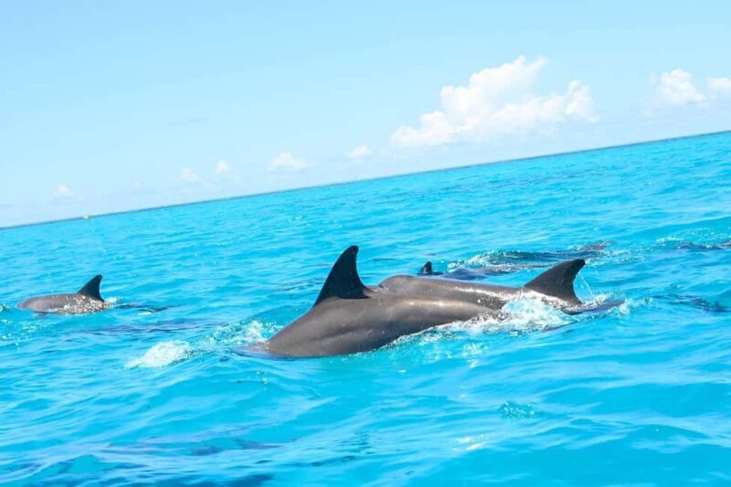 Mnemba Island: Dolphin Swim & Snorkeling with Lunch Option - What Youll Need to Bring