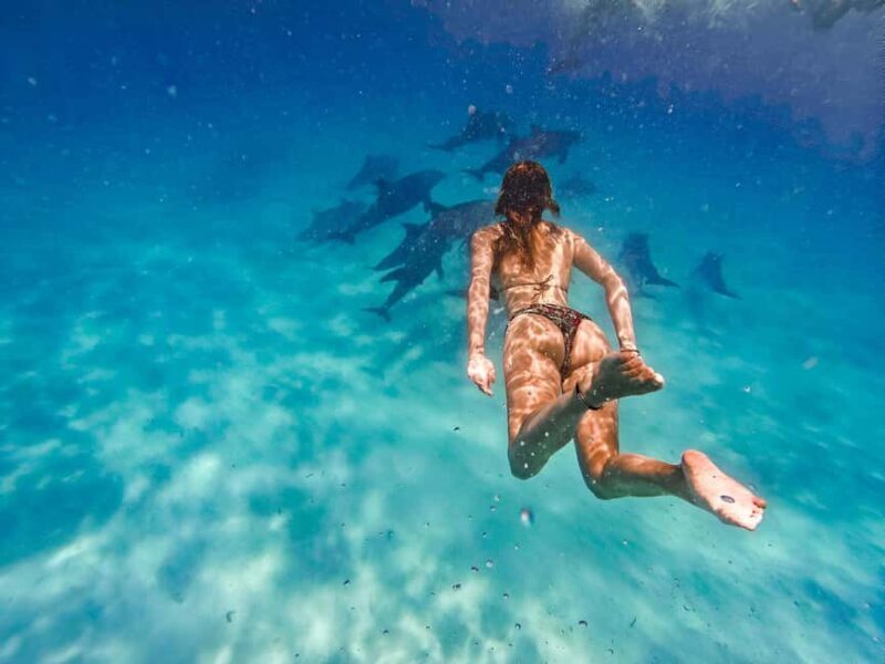 Mnemba Island: Dolphin Swim & Snorkeling with Optional Lunch - Introduction