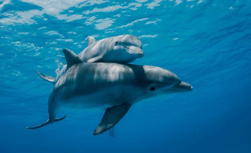 Mnemba Island: Dolphin Swim & Snorkeling with Optional Lunch - The Experience from the Reviews