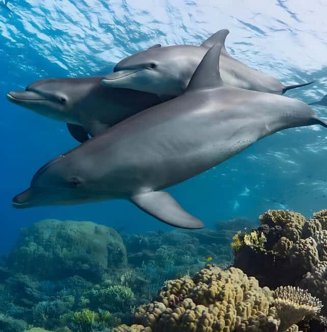 Mnemba Island: Dolphin Swim & Snorkeling with Optional Lunch - Frequently Asked Questions