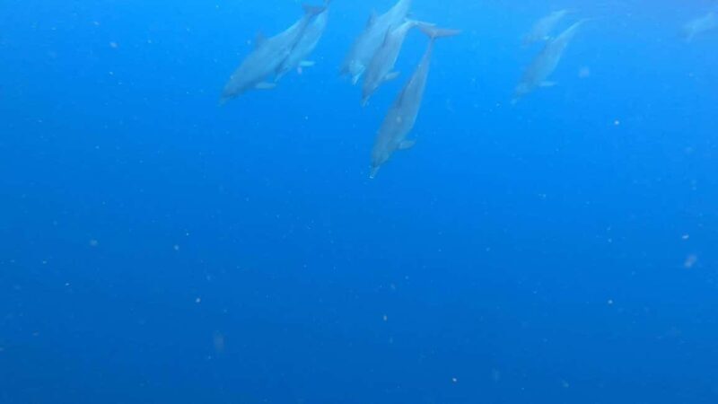 Mnemba island Dolphin tour, snorkeling with options of lunch - Frequently Asked Questions