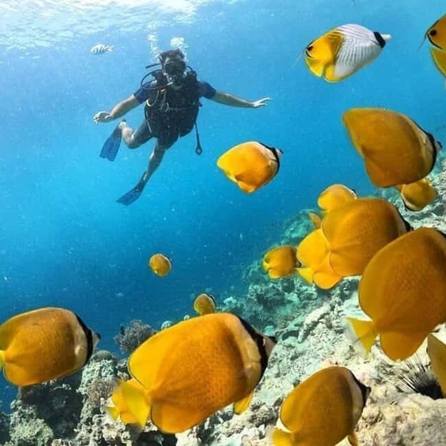 Mnemba Island: Half-Day Dolphin Swim & Snorkeling Boat Trip - Key Points