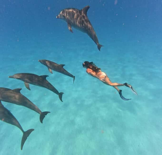 Mnemba Island: Half-Day Dolphin Swim & Snorkeling Boat Trip - What’s Included and What to Bring