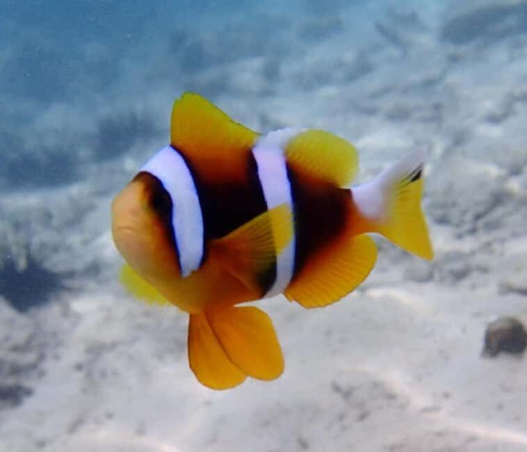Mnemba Island: Half-Day Dolphin Swim & Snorkeling Boat Trip - The Practical Side