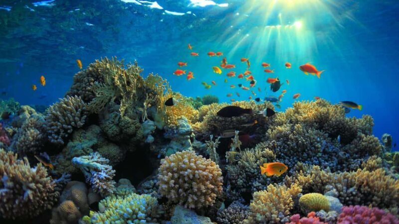 Mnemba Island: Half-Day Dolphin Swim & Snorkeling Boat Trip - Authentic Encounters and Honest Reflections