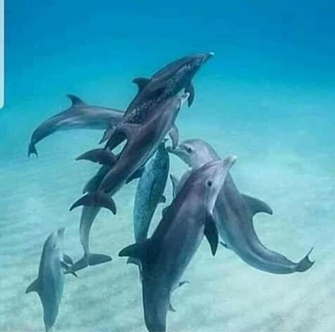 Mnemba Island: Half-Day Dolphin Swim & Snorkeling Boat Trip - The Sum Up: Is This Tour for You?