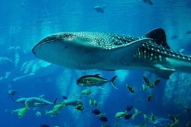 Mnemba Island Marine Safari Snorkeling and Dolphin Watching - Introduction: An Adventure Worth Considering