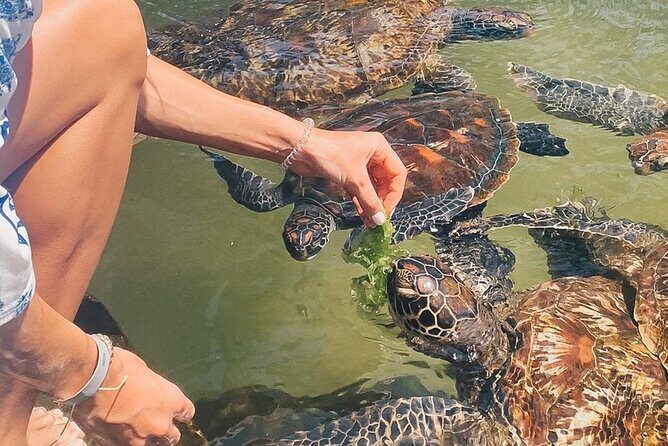Mnemba Island, Nungwi Village & Sea Turtle Experience - Key Points