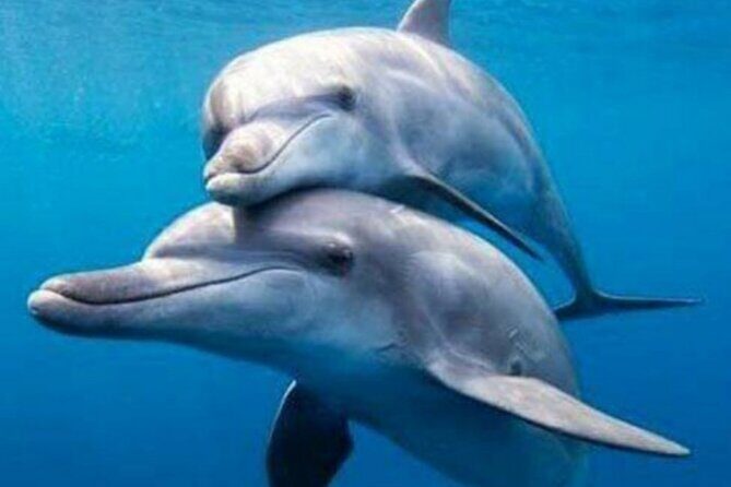 Mnemba Island Snorkeling and Dolphin tour - What Past Travelers Say