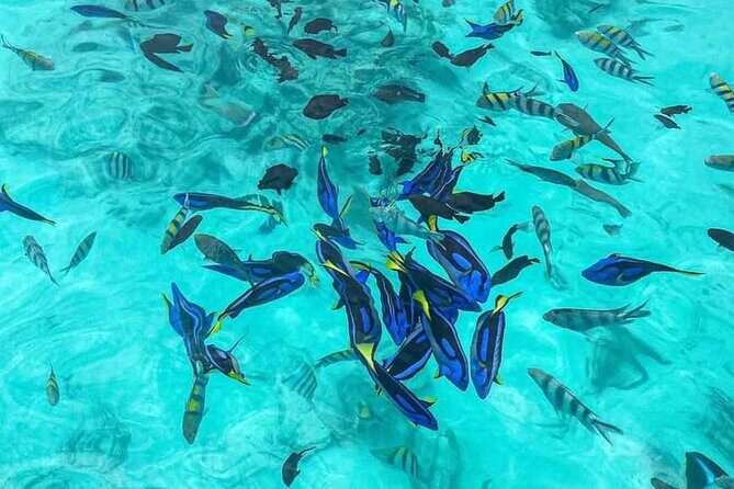 Mnemba Island Snorkeling and Dolphin tour - FAQs