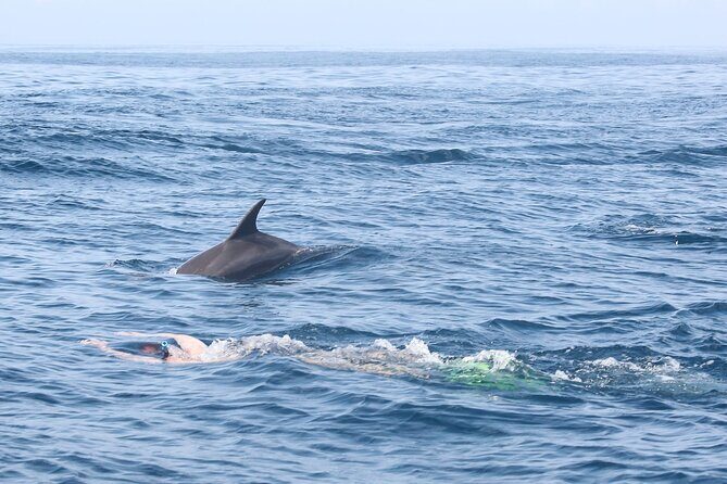 Mnemba Island Snorkeling and Swimming with Dolphins - A Detailed Look at Mnemba Island Snorkeling and Dolphin Swimming