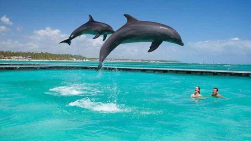 Mnemba Island Snorkeling, Dolphin Spotting & Lunch Option - Final Thoughts: Is It Worth Your Time?