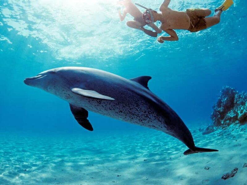 Mnemba Island: Snorkeling & Swim with Wild Dolphins - Key Points