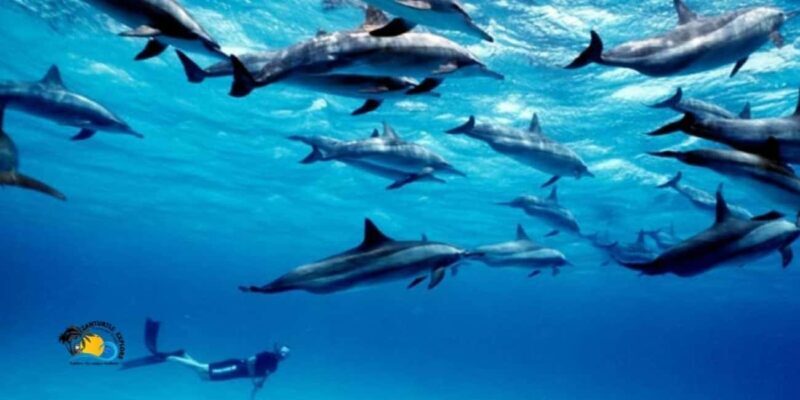 Mnemba Island: Snorkeling & Swim with Wild Dolphins - The Realities Behind the Ratings