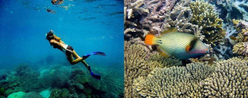 Mnemba Island: Snorkeling & Swim with Wild Dolphins - The Experience Breakdown