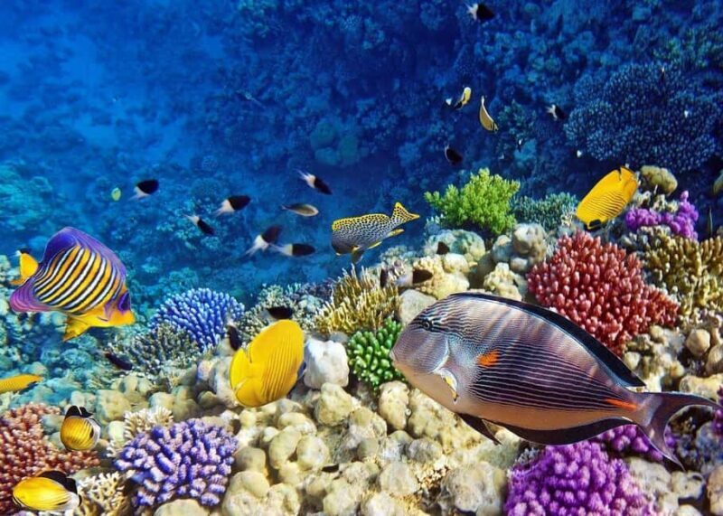 Mnemba Island: Snorkeling & Swim with Wild Dolphins - Who Will Love This Tour