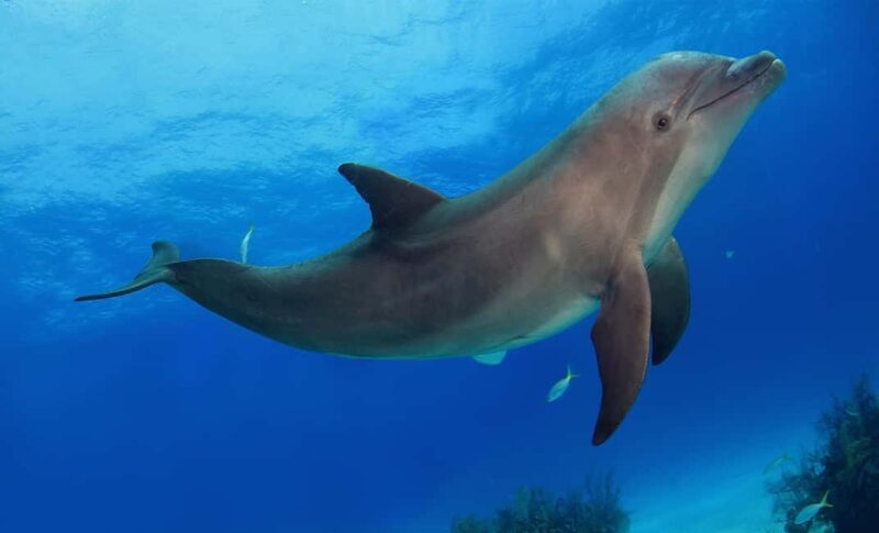 Mnemba Island: Snorkeling & Swim with Wild Dolphins - FAQ