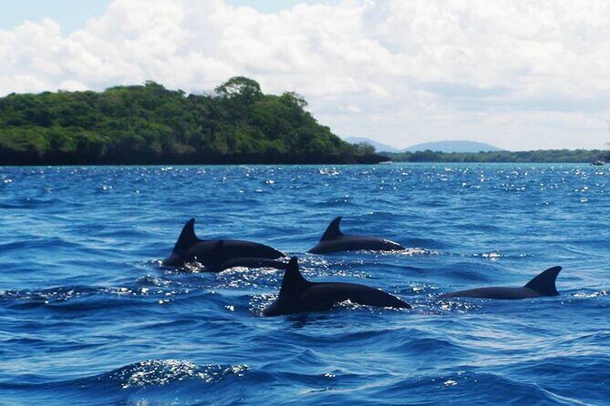 Mnemba Island Swim with Dolphins and Snorkeling (Sea food Lunch) - Practical Tips for Making the Most of Your Tour