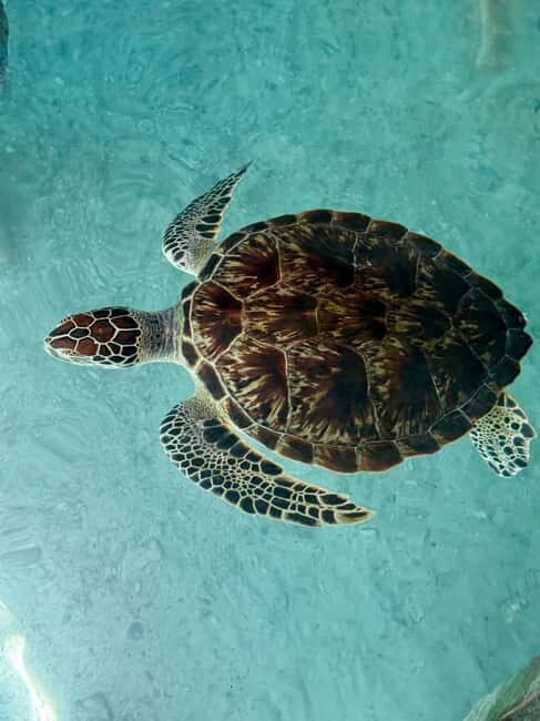 Mnemba Island, Turtle Tour, Kuza Cave, The Rock - Key Points