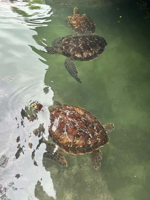 Mnemba Island, Turtle Tour, Kuza Cave, The Rock - What Reviewers Say