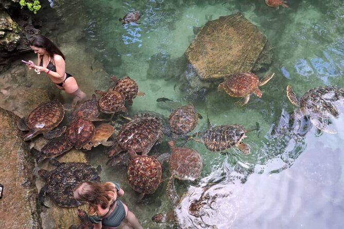 Mnemba Snorkeling, Dolphin and Baraka Natural Aquarium - Pricing and Value
