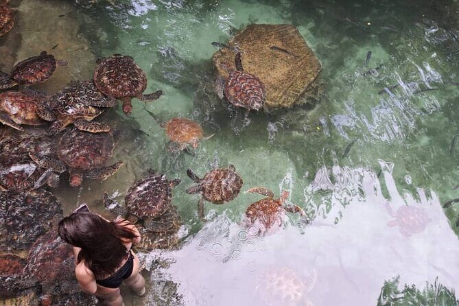 Mnemba Snorkeling, Dolphin and Baraka Natural Aquarium - Final Thoughts