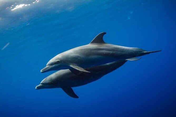 Mnemba Snorkeling, Dolphin and Baraka Natural Aquarium - FAQ