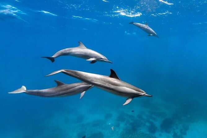 Mnemba Snorkeling, Kuza Cave, Blue Lagoon, Starfish Tour, The Rock Restaurant - Frequently Asked Questions (FAQs)