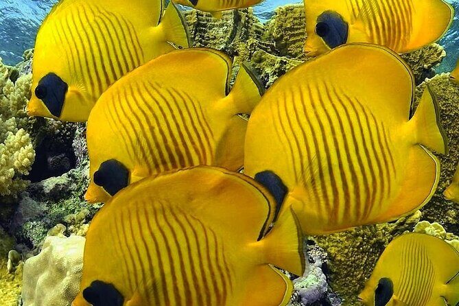 Mnemba Snorkeling, Kuza Cave, Blue Lagoon, Starfish Tour, The Rock Restaurant - Additional Notes