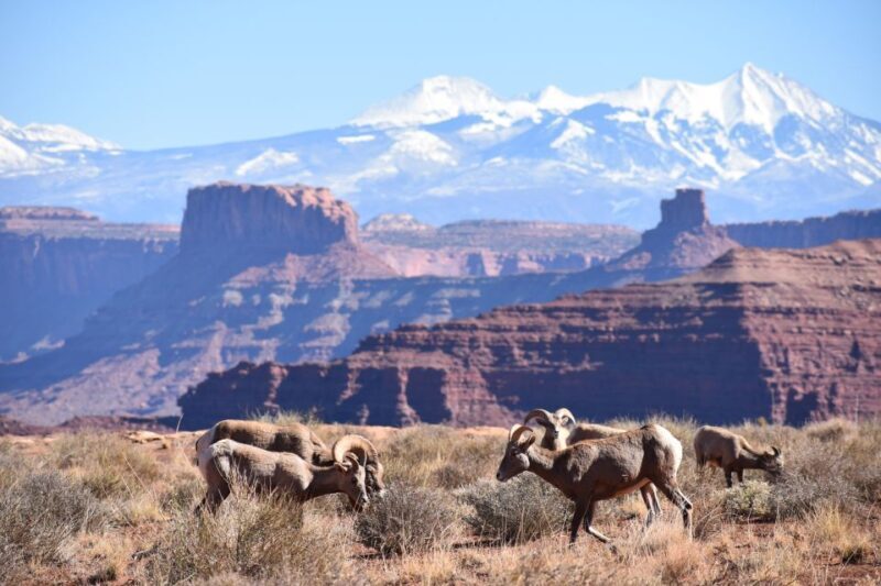 Moab: Canyonlands National Park 4x4 White Rim Tour - FAQ