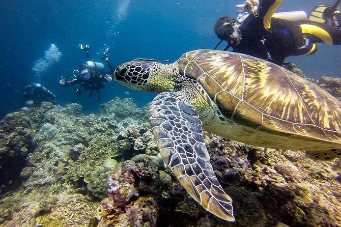 Moalboal Island Hopping (Pescador Island, Sardines and Turtles) - Sardine Run: The School of a Thousand Fish