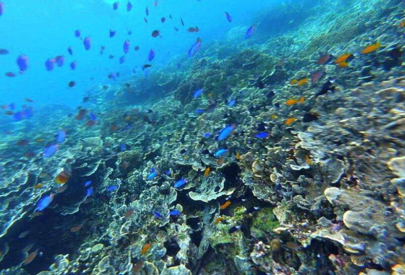 Moalboal Marvels: Island Hopping Paradise, Sardines Run - The Sum Up: Who Should Consider This Experience?