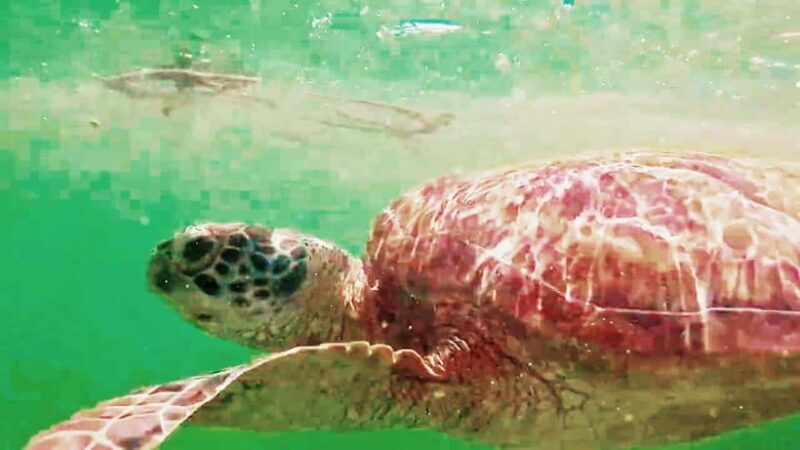 Moalboal: Pescador Island & Mantayupan Falls Adventure! - Who Should Consider This Tour?