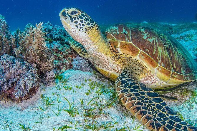 Moalboal Sardine Run and Kawasan Day Tour - An In-Depth Look at the Tour Itinerary