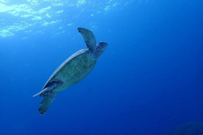 Moalboal Sardine Run, Sea Turtle and Mantayupan Falls - Key Points