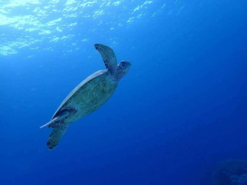 Moalboal Sardine Run, Sea Turtle & Mantayupan Falls - Key Points