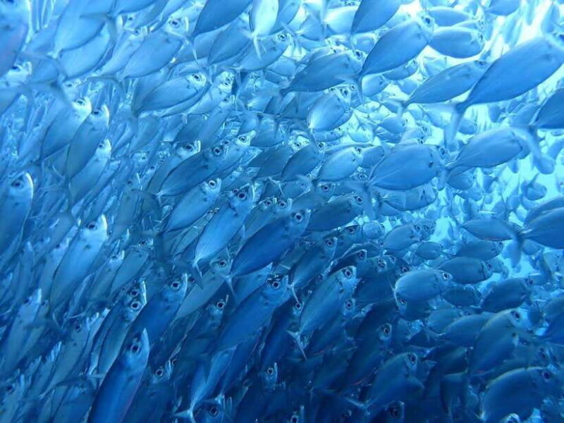 Moalboal Sardine Run, Sea Turtle & Mantayupan Falls - The Practicalities: Is It Worth the Price?
