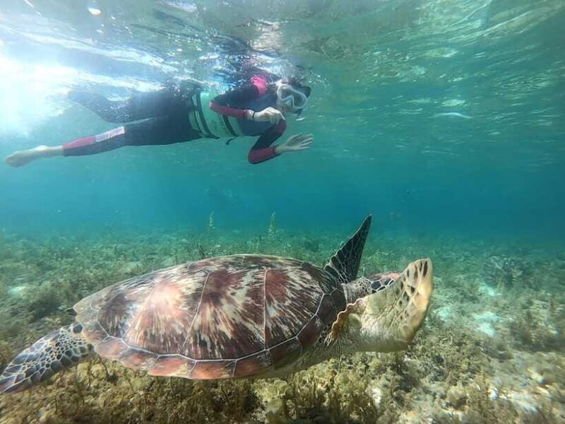Moalboal: Sardine Run Snorkeling & Kawasan Canyoneering - Final Thoughts