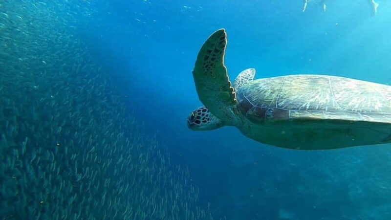 Moalboal: Sardine Run, Turtles and Pescador Island Hopping - A Practical Guide to the Moalboal Snorkeling Adventure