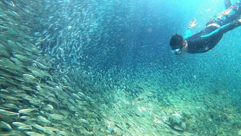 Moalboal: Sardine Run, Turtles and Pescador Island Hopping - Why This Tour Offers Good Value