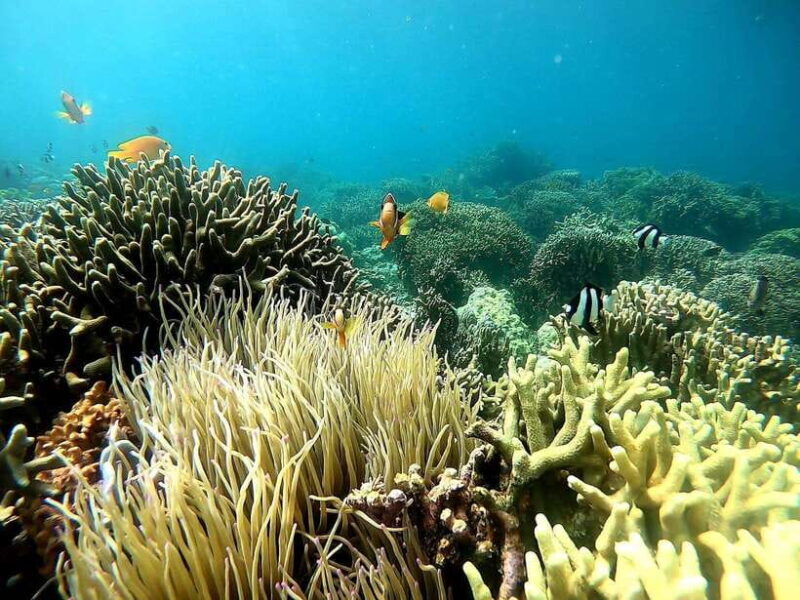 Moalboal: Sardine Run, Turtles and Pescador Island Hopping - Who Will Love This Tour?