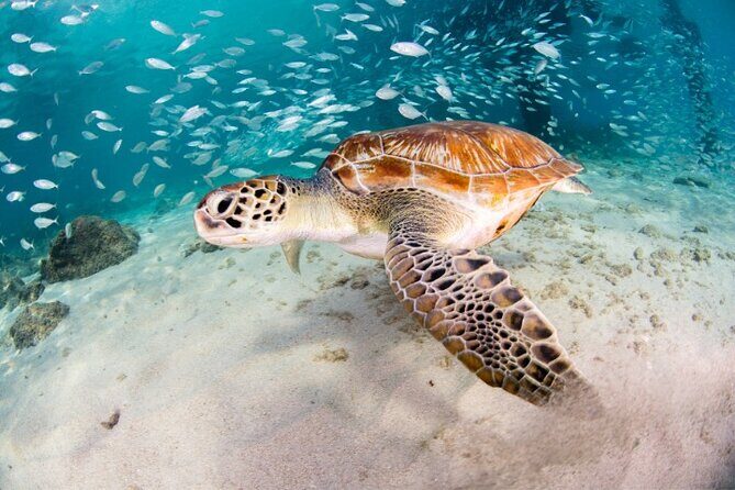 Moalboal Sardines Run Private Tour w/ Transfers Option - Introduction