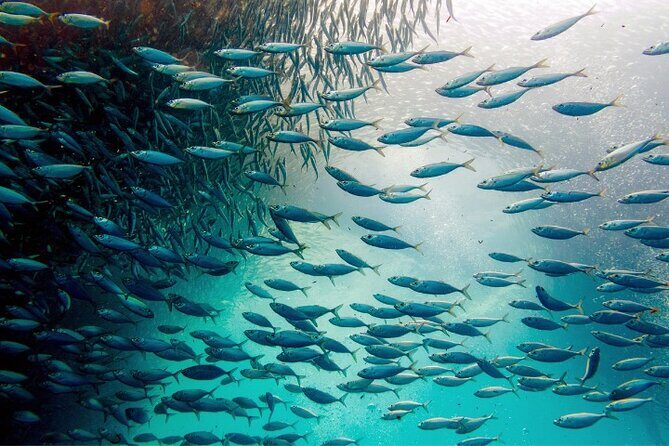 Moalboal Sardines Run Private Tour w/ Transfers Option - What to Expect from the Itinerary