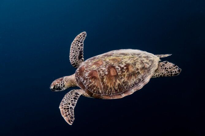 Moalboal Sardines Run Private Tour w/ Transfers Option - Practical Details & Tips