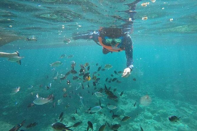 Moalboal Sardines & Turtle Snorkeling and Kawasan Canyoneering - An In-Depth Look at the Tour Experience