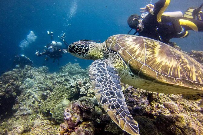 Moalboal Sardines & Turtle Snorkeling and Kawasan Canyoneering - FAQ