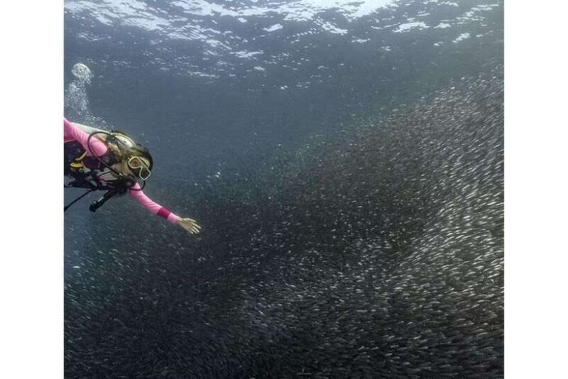 Moalboal : Scuba Diving Sardine Run and Turtle Chasing - Key Points