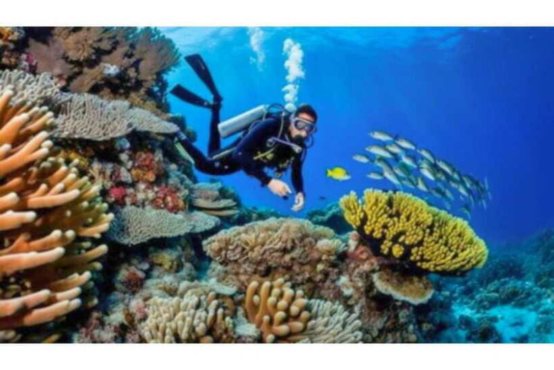 Moalboal : Scuba Diving Sardine Run and Turtle Chasing - Is It Worth the Price?
