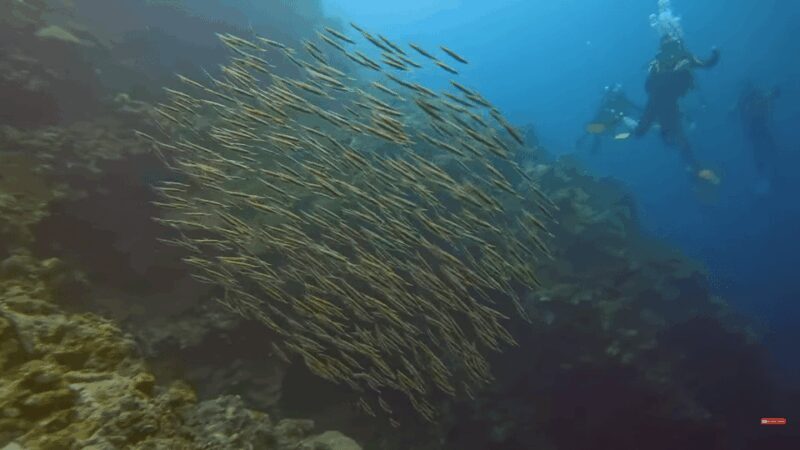 Moalboal : Scuba Diving Sardine Run and Turtle Chasing - Practical Tips for Travelers