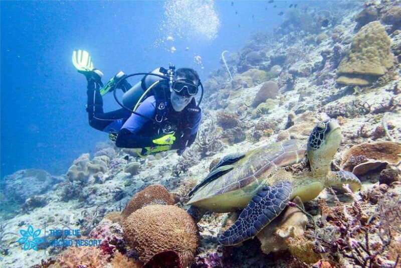 Moalboal : Scuba Diving Sardine Run and Turtle Chasing - The Sum Up